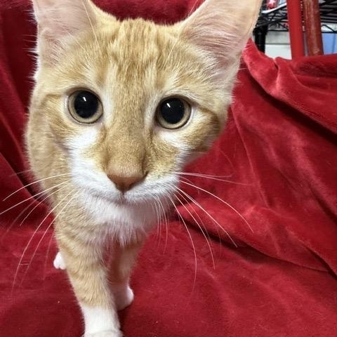 Enlarge Julia, a Adoptable Domestic Short Hair in Avon Lake, OH image 4/4