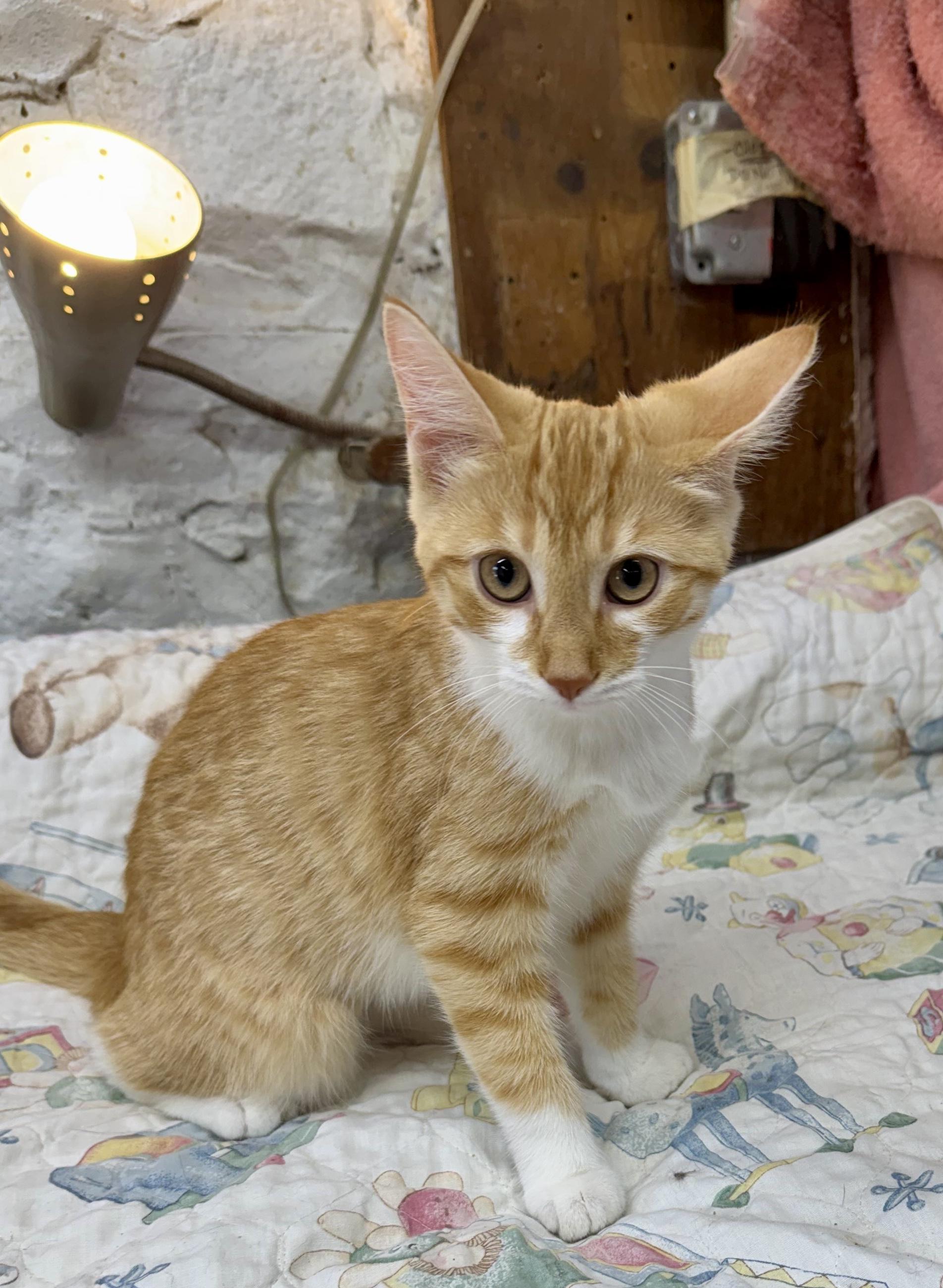 Enlarge Julia, a Adoptable Domestic Short Hair in Avon Lake, OH image 3/4