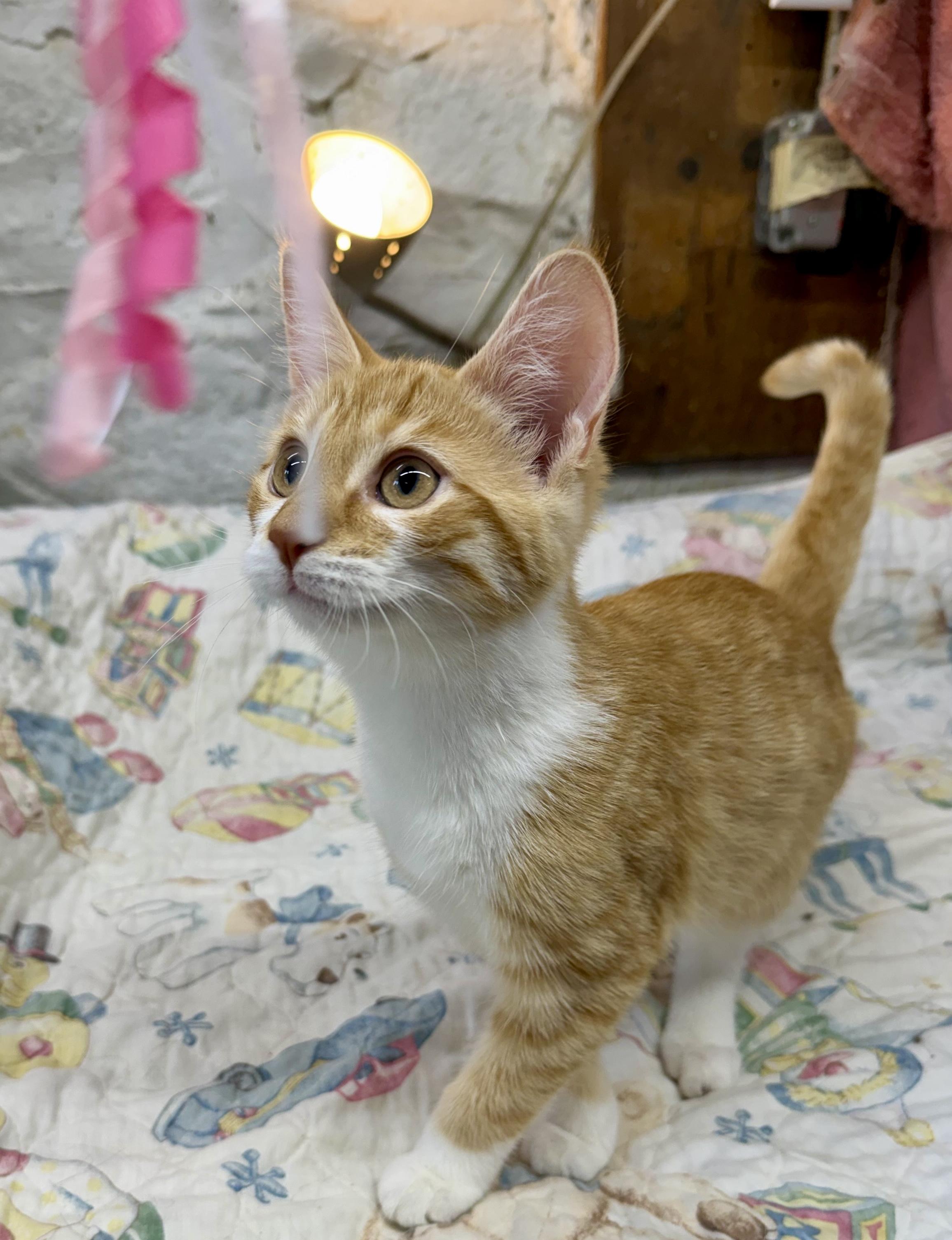 Enlarge Julia, a Adoptable Domestic Short Hair in Avon Lake, OH image 1/4