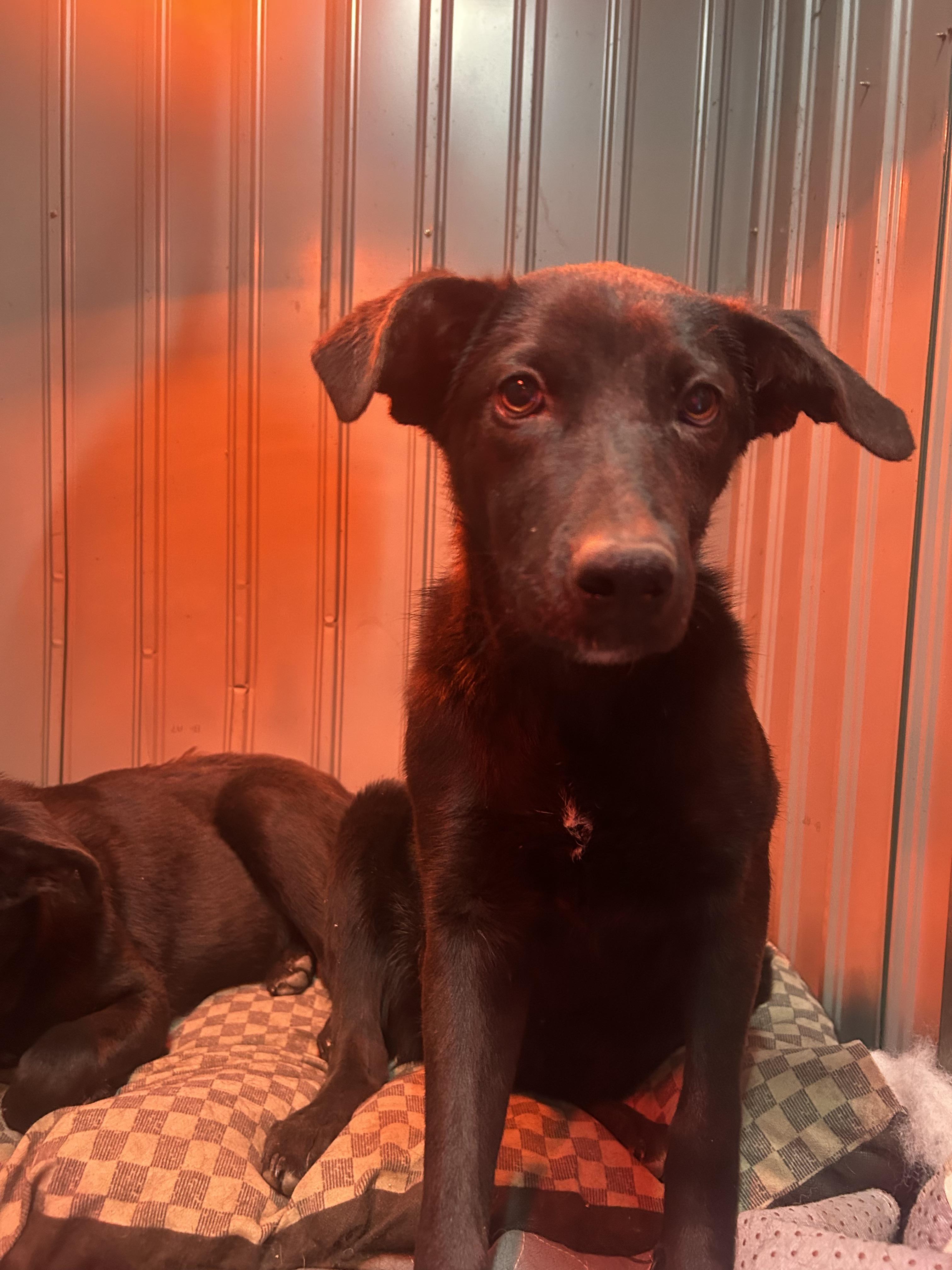 Iclyn, ADOPTABLE, Puppy Female Labrador Retriever & German Shepherd Dog.
