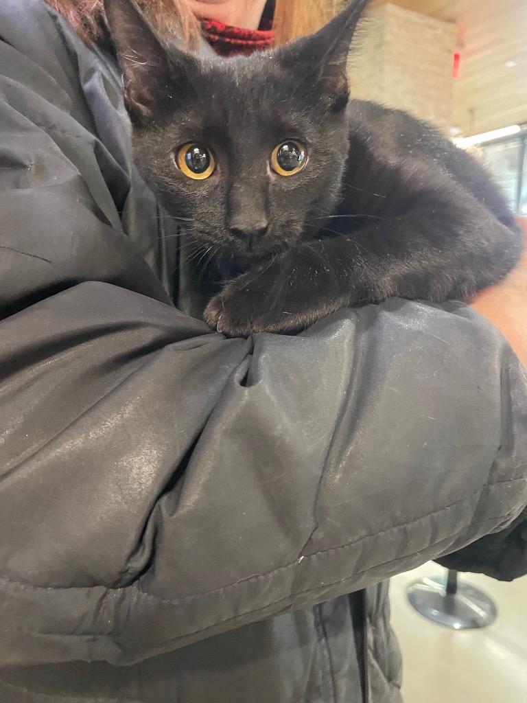 Johanna (and Bartho), Adoptable, Kitten Female Domestic Short Hair.