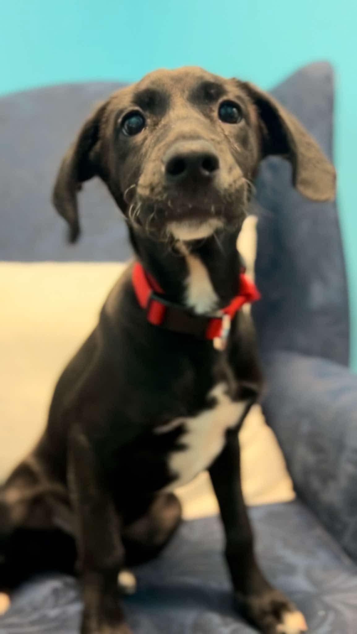 Enlarge Carlos, a ADOPTABLE mixed breed in Walker, LA image 2/3