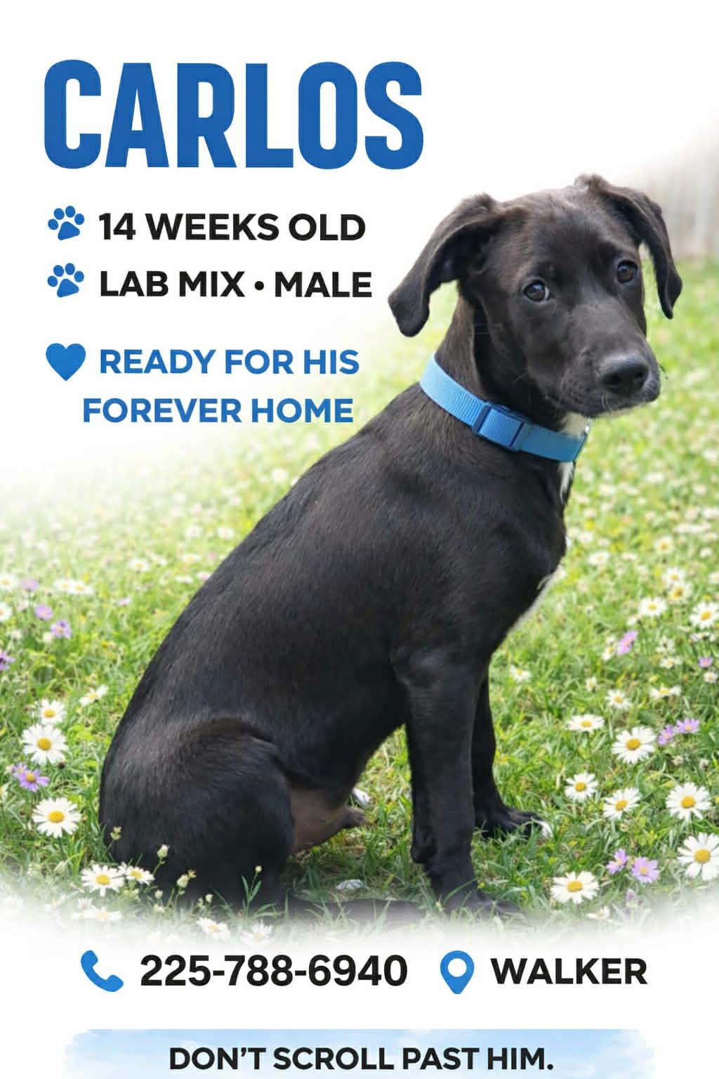 Carlos, ADOPTABLE, Puppy Male Labrador Retriever.