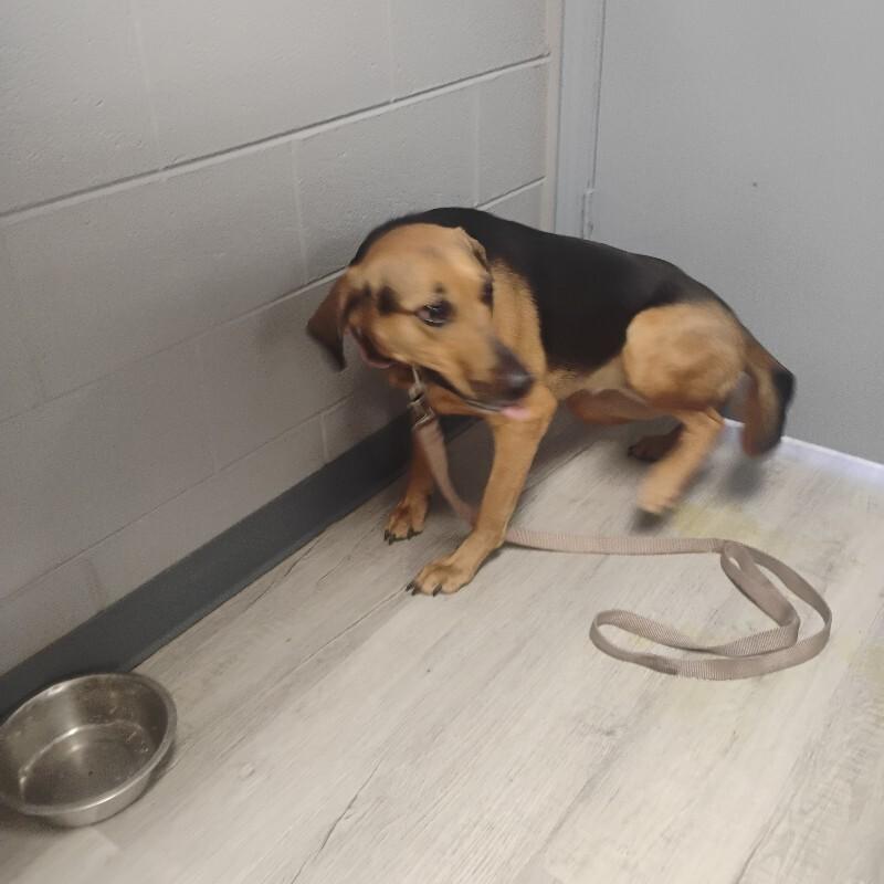 Dixie 4-20-26, Adoptable, Adult Female German Shepherd Dog.