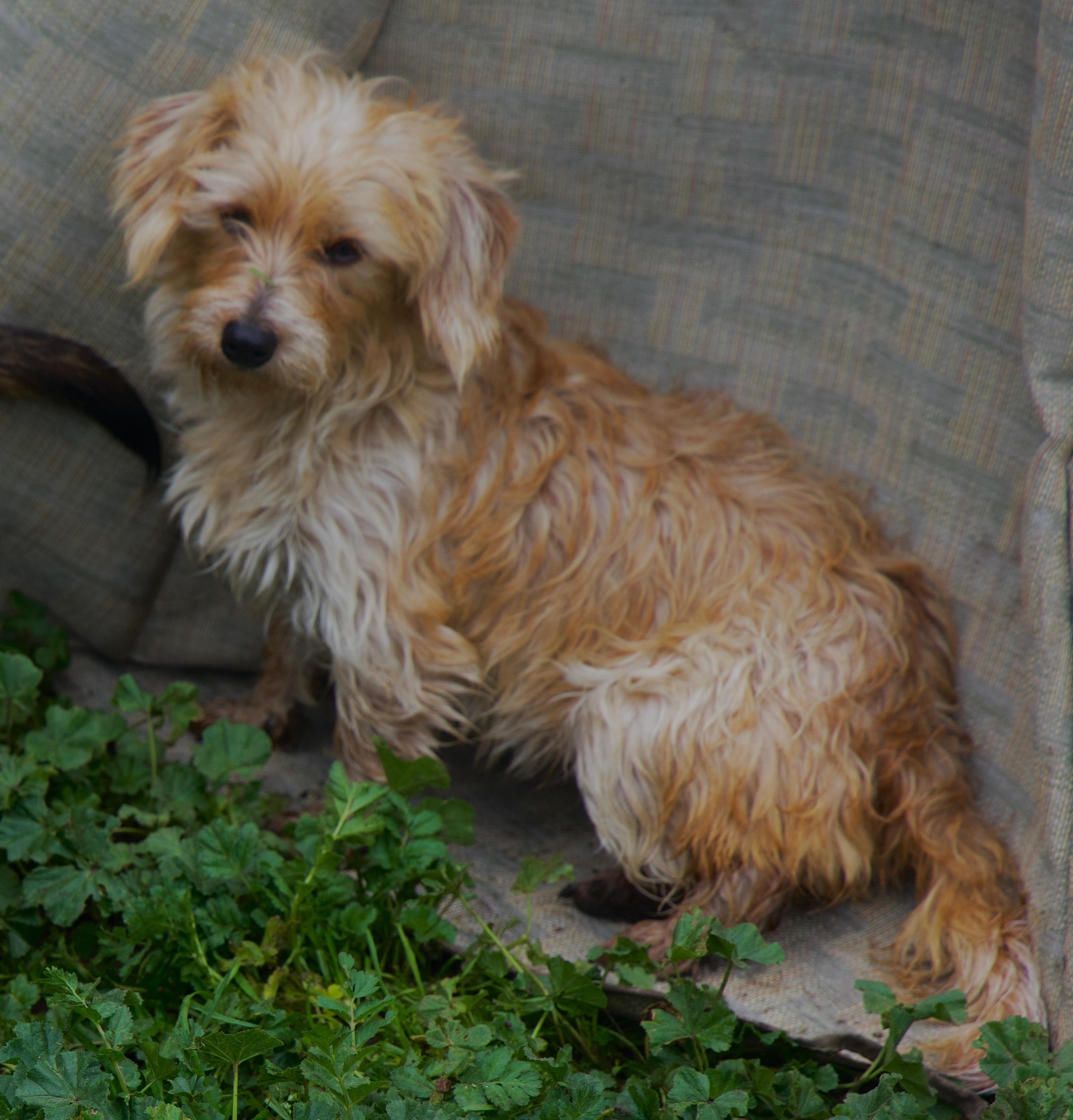 Enlarge Francine, a Adoptable mixed breed in Atwater, CA image 1/2