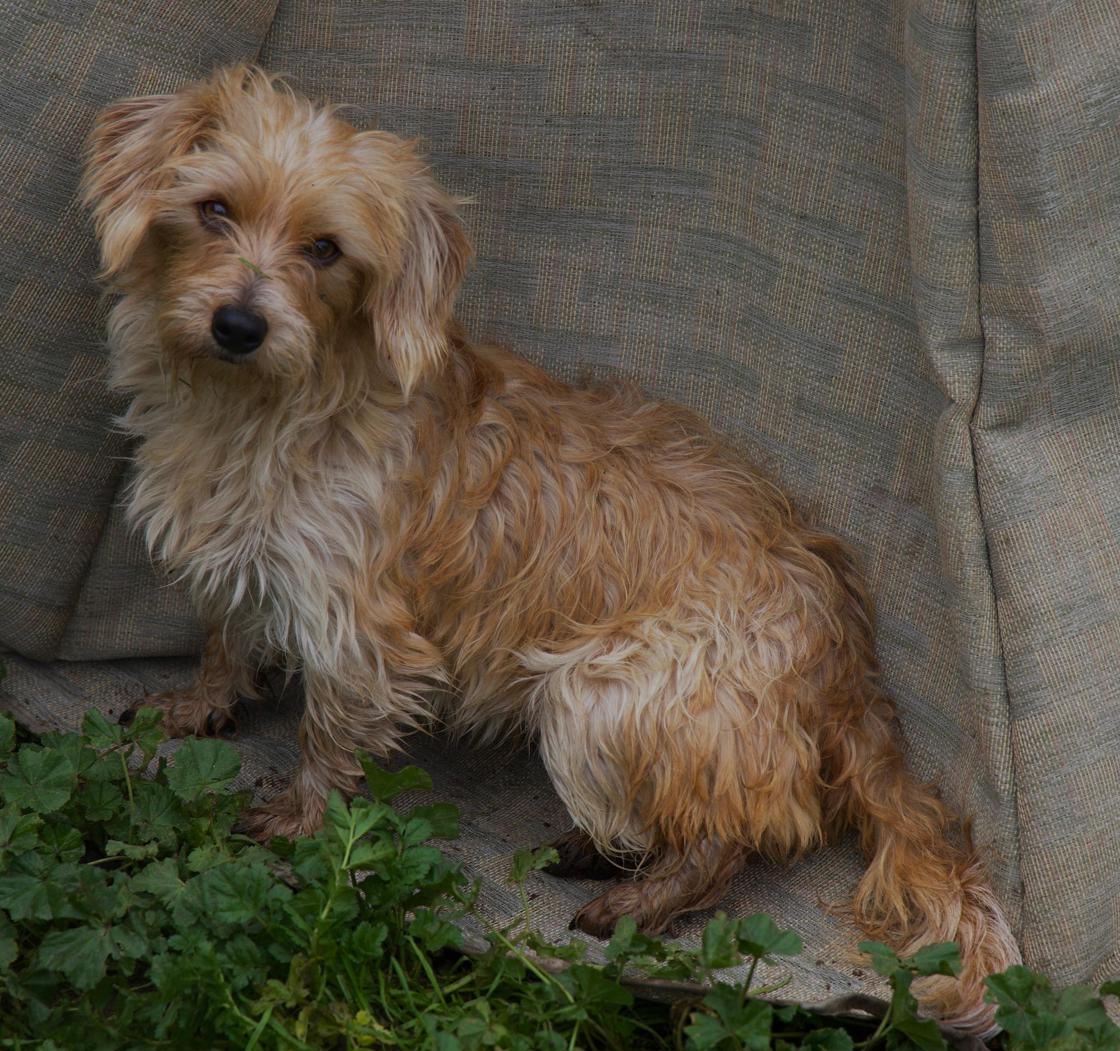 Enlarge Francine, a Adoptable mixed breed in Atwater, CA image 2/2