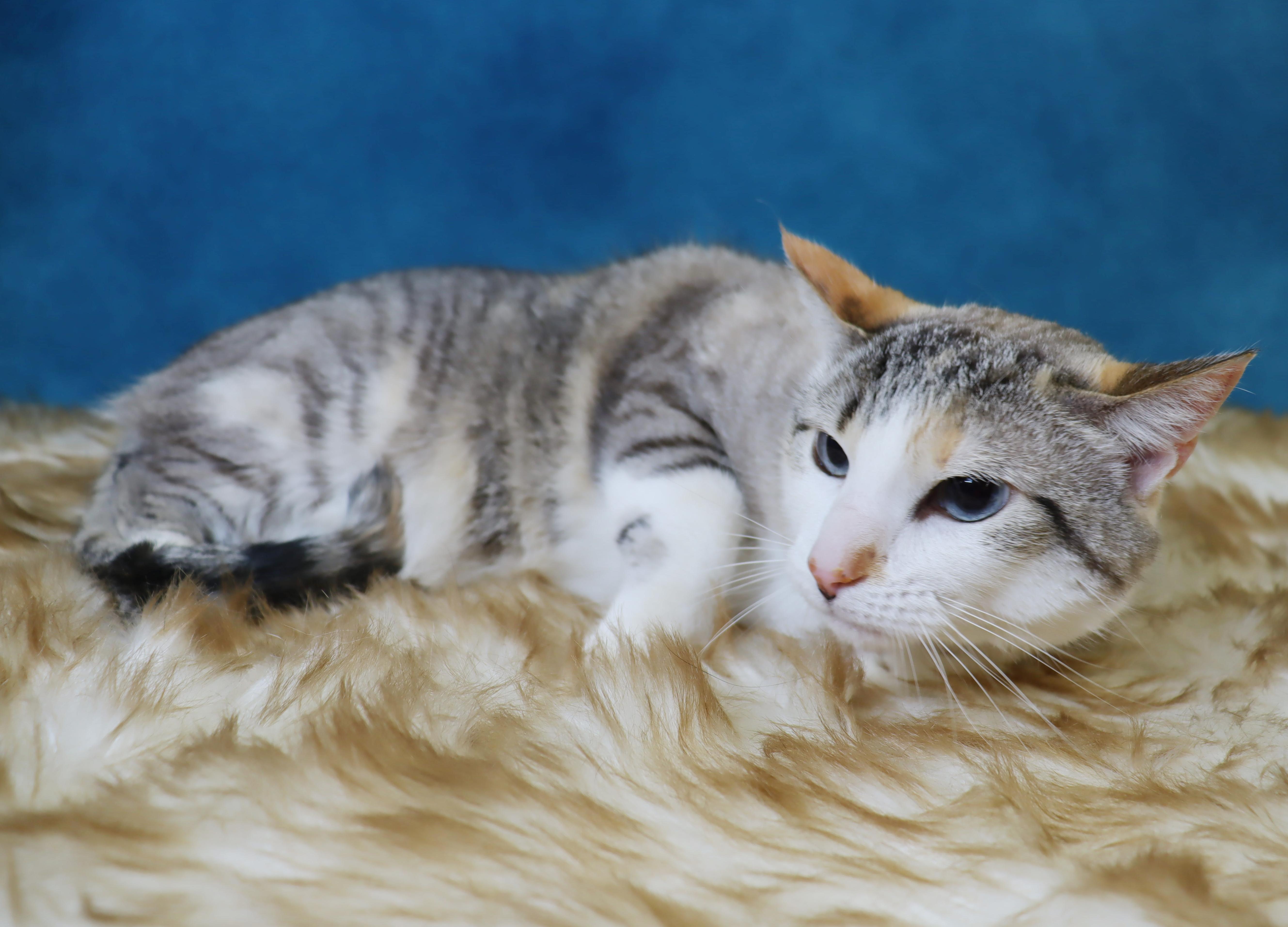 Enlarge Duchess (Sister of Tigger) - Bonded Sibling Pair, an adopted mixed breed in League City, TX image 3/4