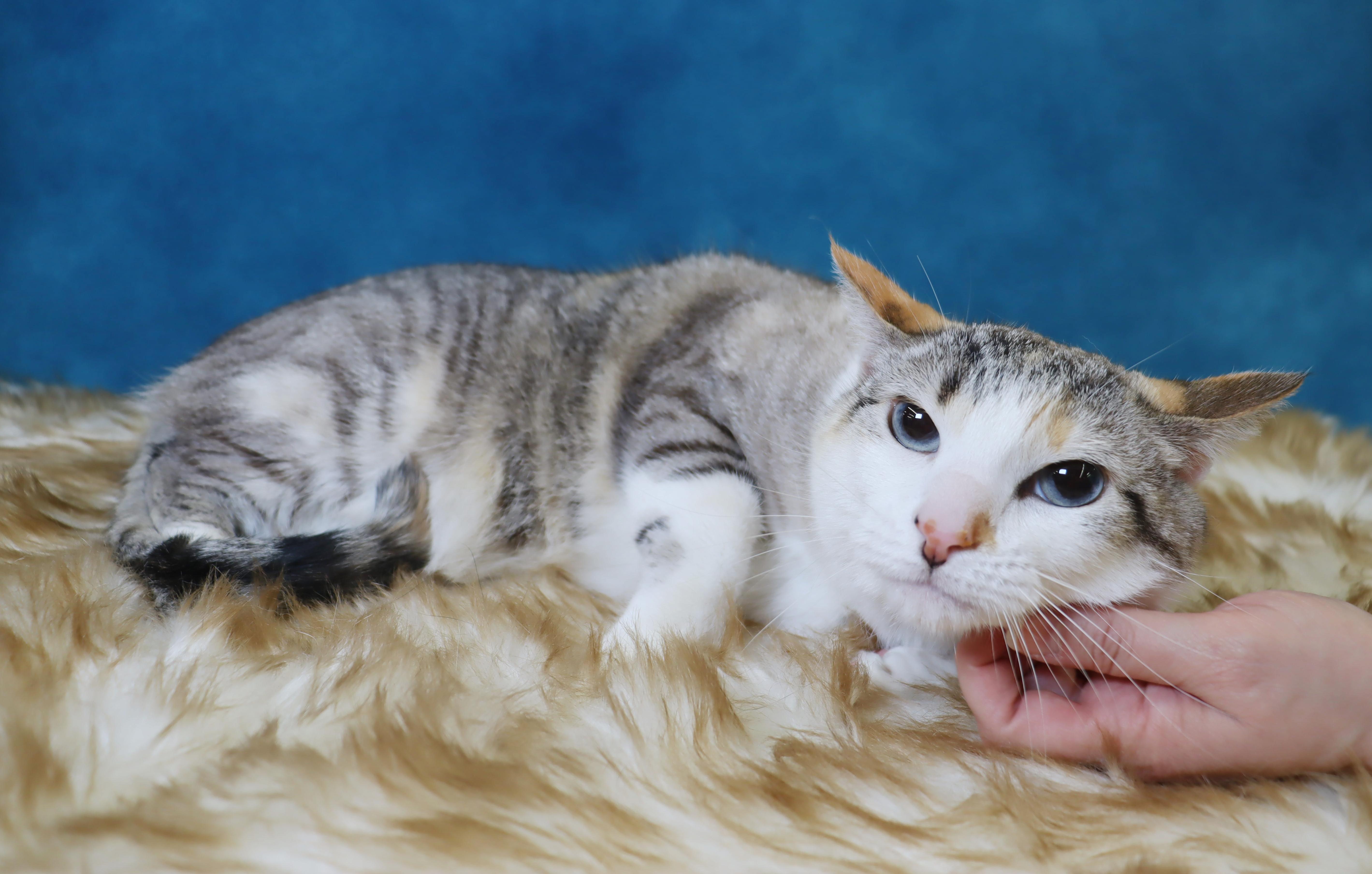 Enlarge Duchess (Sister of Tigger) - Bonded Sibling Pair, an adopted mixed breed in League City, TX image 4/4