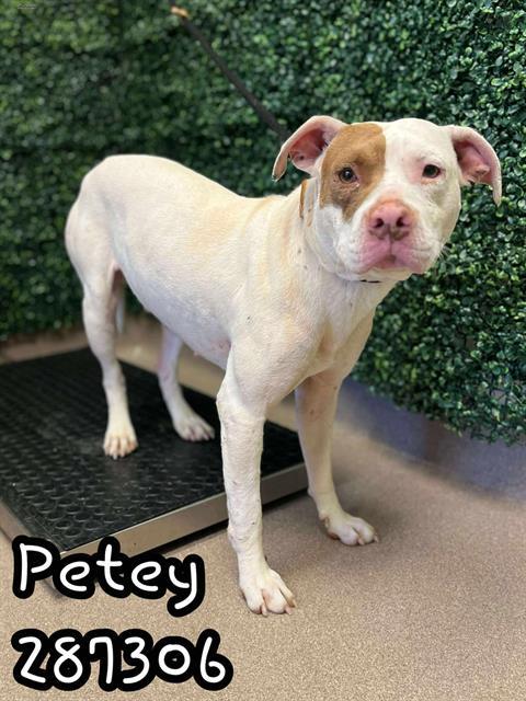 PETEY, Adoptable, Young Male American Bulldog & Mixed Breed.