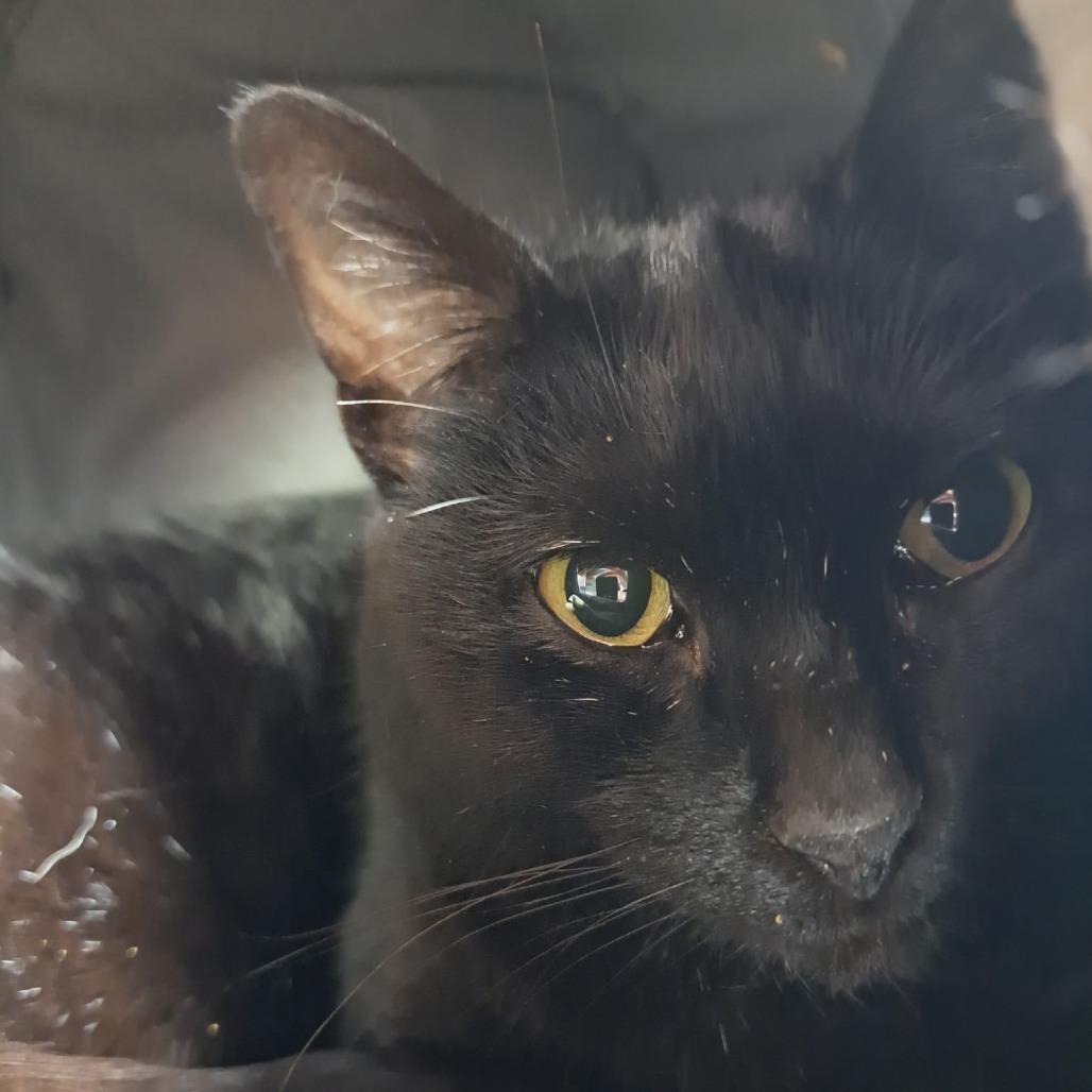 Winter, Adoptable, Adult Female Domestic Short Hair.