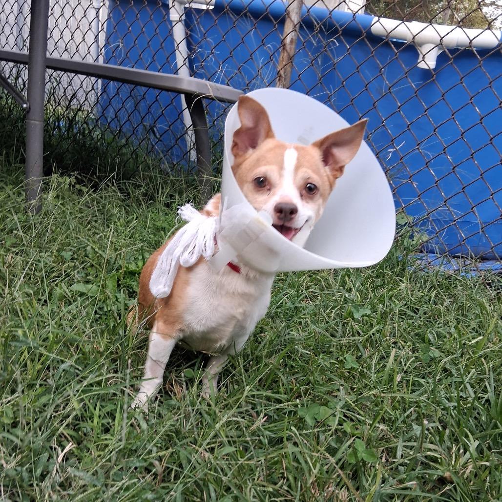 Enlarge Odie (bonded with Brutus), a Adoptable Chihuahua in Avon, OH image 1/6