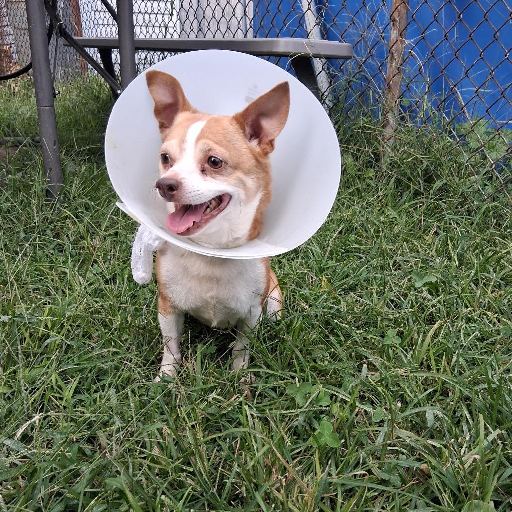 Enlarge Odie (bonded with Brutus), a Adoptable Chihuahua in Avon, OH image 2/6