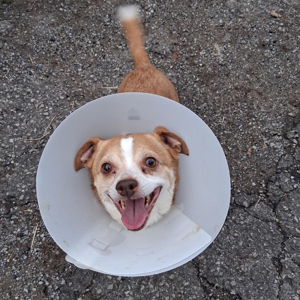 Enlarge Odie (bonded with Brutus), a Adoptable Chihuahua in Avon, OH image 3/6