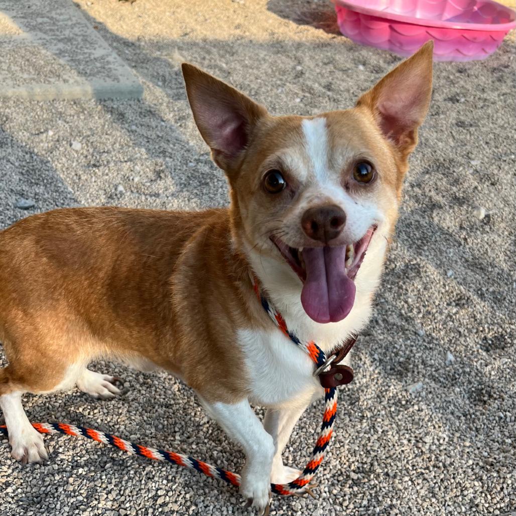 Enlarge Odie (bonded with Brutus), a Adoptable Chihuahua in Avon, OH image 5/6