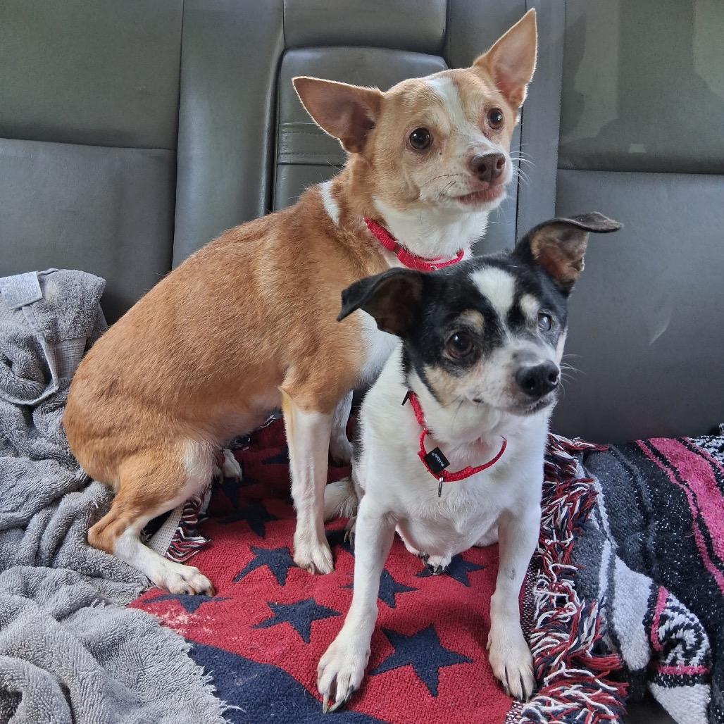 Enlarge Odie (bonded with Brutus), a Adoptable Chihuahua in Avon, OH image 6/6