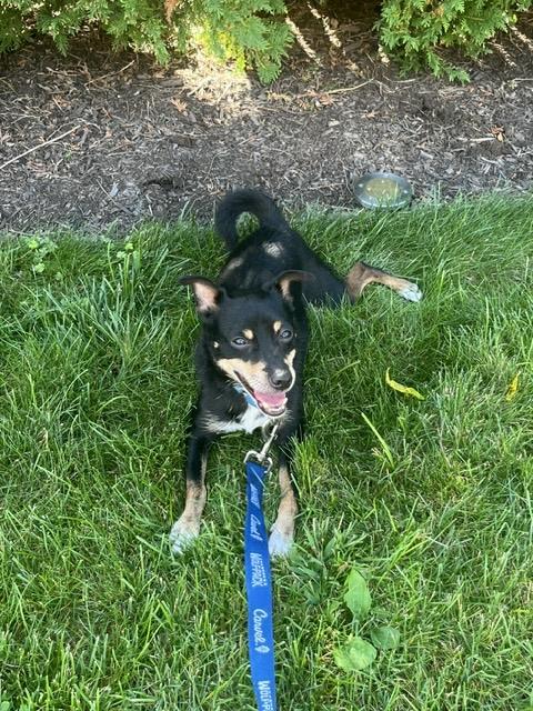Enlarge Ace, a Adoptable Miniature Pinscher in Harrison, NY image 3/6