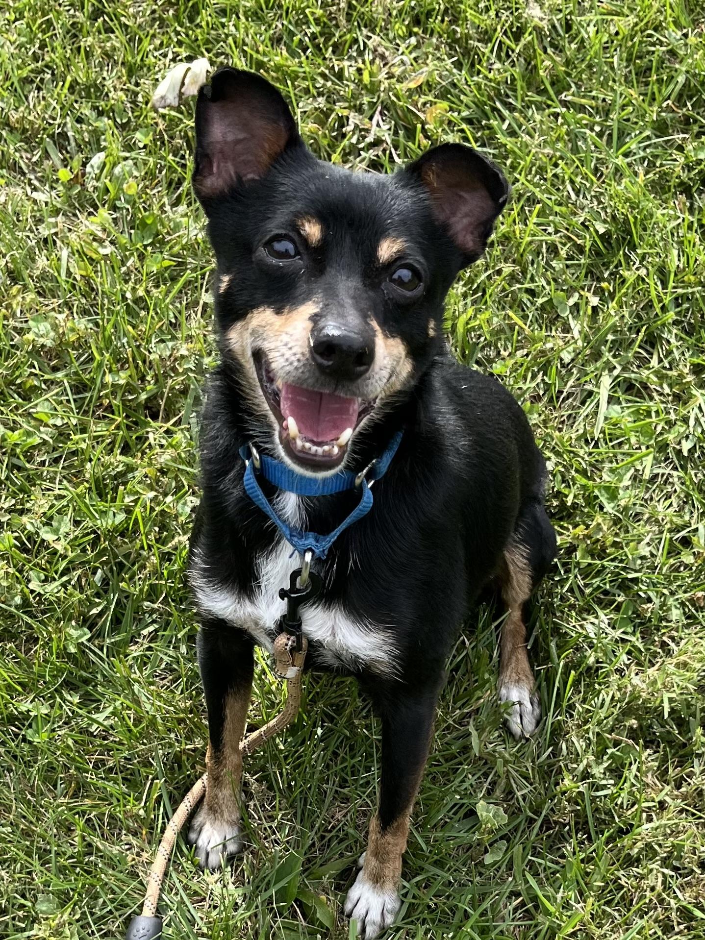 Enlarge Ace, a Adoptable Miniature Pinscher in Harrison, NY image 1/6