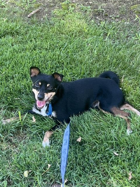 Enlarge Ace, a Adoptable Miniature Pinscher in Harrison, NY image 5/6