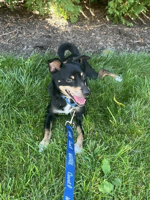 Enlarge Ace, a Adoptable Miniature Pinscher in Harrison, NY image 4/6