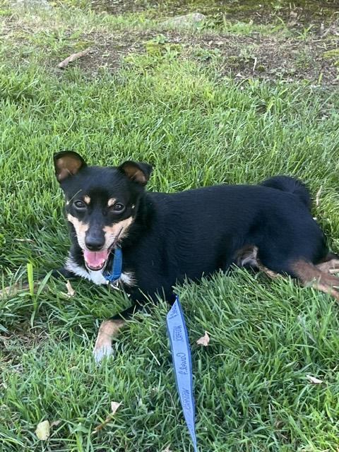 Enlarge Ace, a Adoptable Miniature Pinscher in Harrison, NY image 2/6