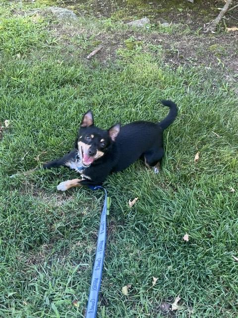 Enlarge Ace, a Adoptable Miniature Pinscher in Harrison, NY image 6/6