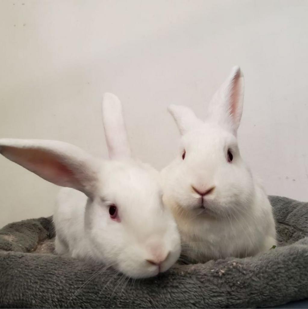 Snoopy and Stewert, Adoptable, Adult Male American.