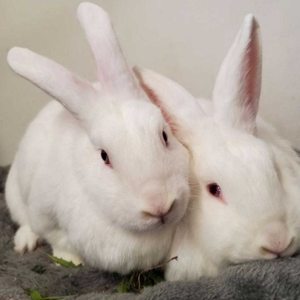 Snoopy and Stewert, Adoptable, Adult Male American.