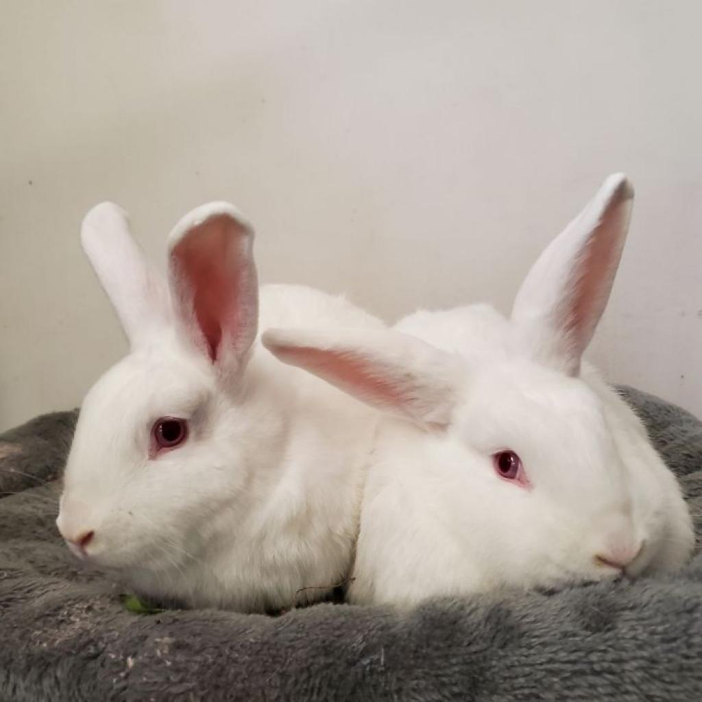 Snoopy and Stewert, Adoptable, Adult Male American.