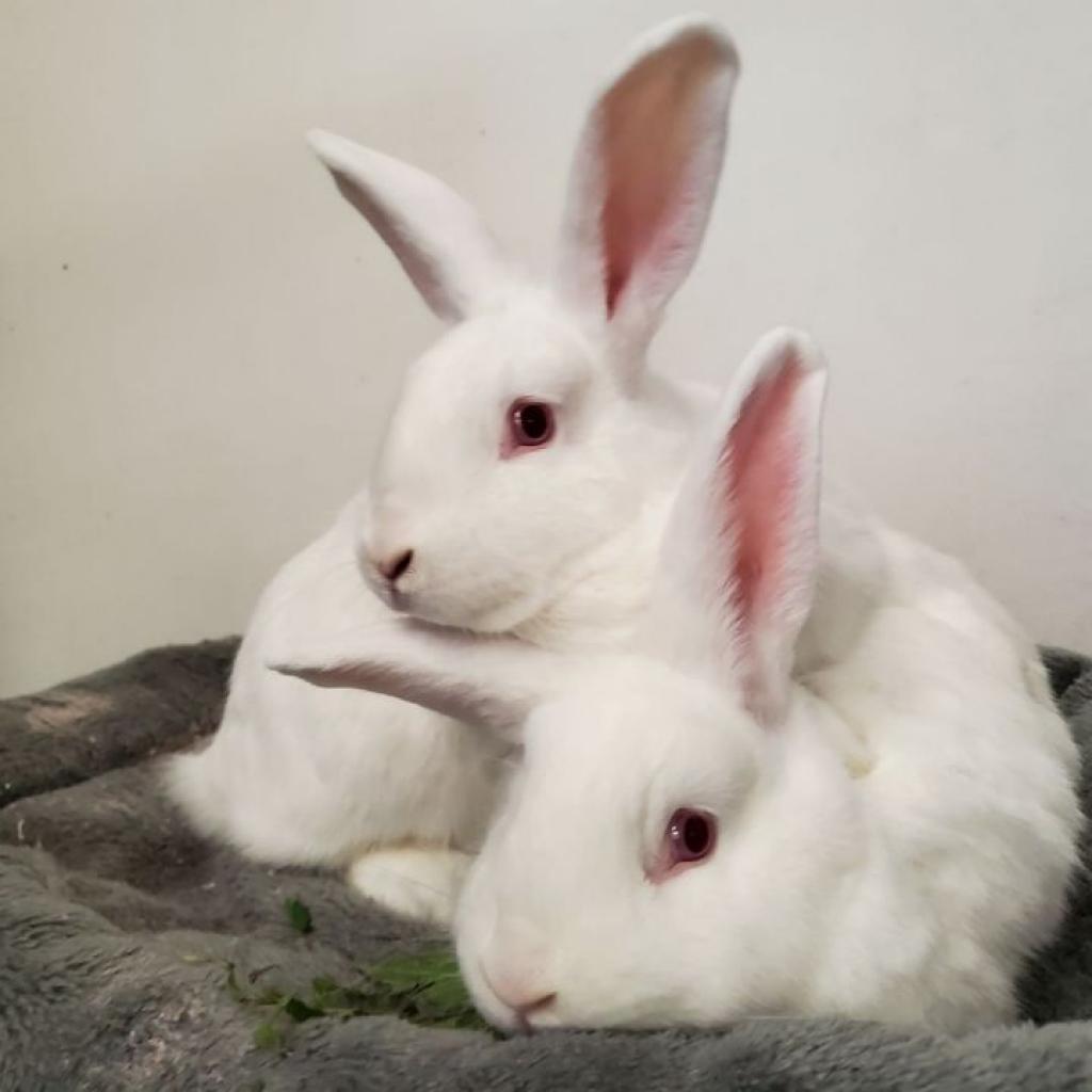 Enlarge Snoopy and Stewert, a Adoptable American in Springfield, MO image 3/6