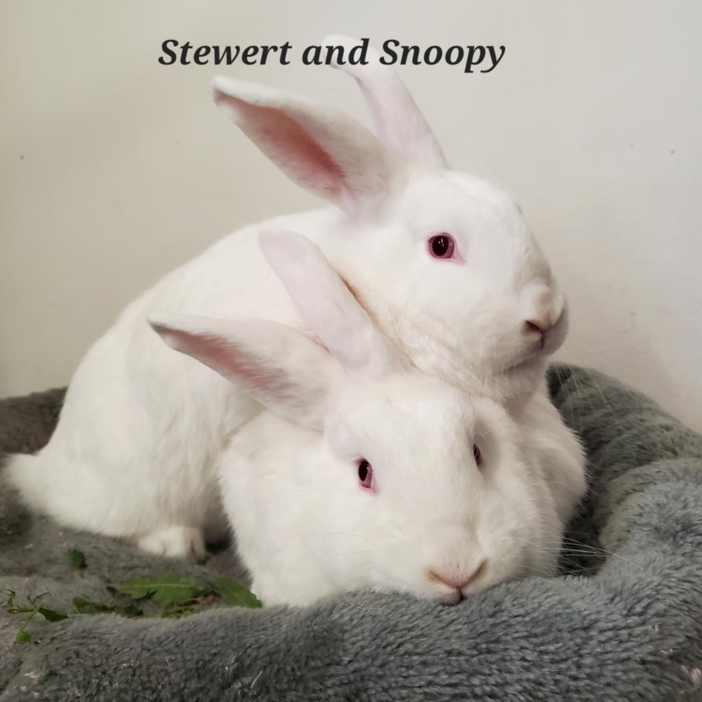 Enlarge Snoopy and Stewert, a Adoptable American in Springfield, MO image 5/6