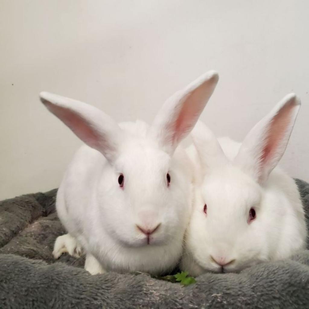 Enlarge Snoopy and Stewert, a Adoptable American in Springfield, MO image 6/6