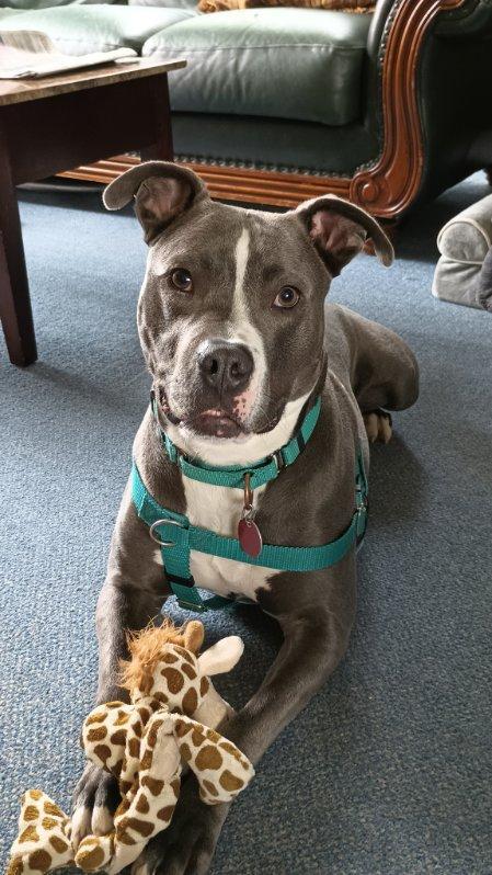 Enlarge Moose - Foster Needed!, a Adoptable Pit Bull Terrier in Warren, MI image 3/6