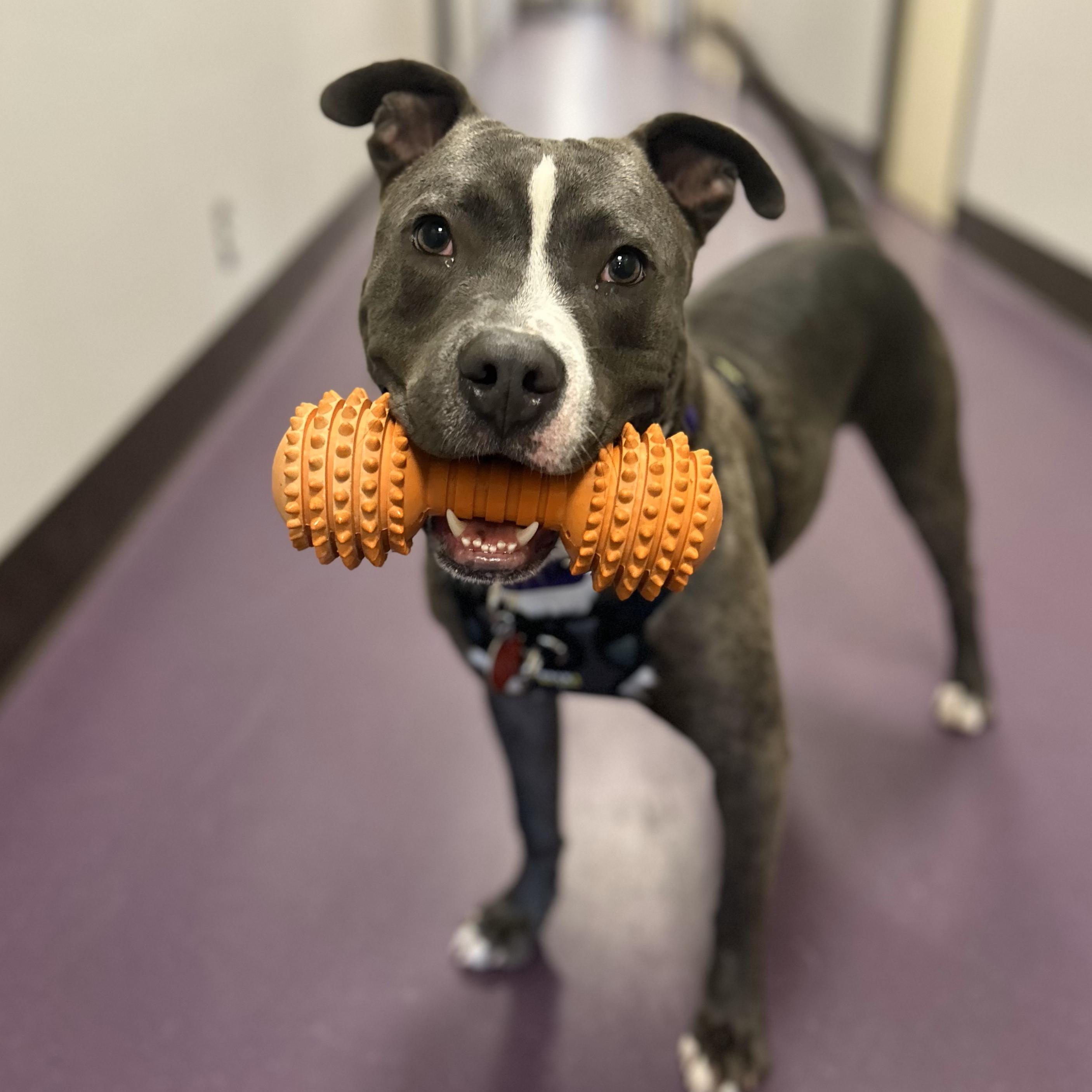 Enlarge Moose - Foster Needed!, a Adoptable Pit Bull Terrier in Warren, MI image 5/6