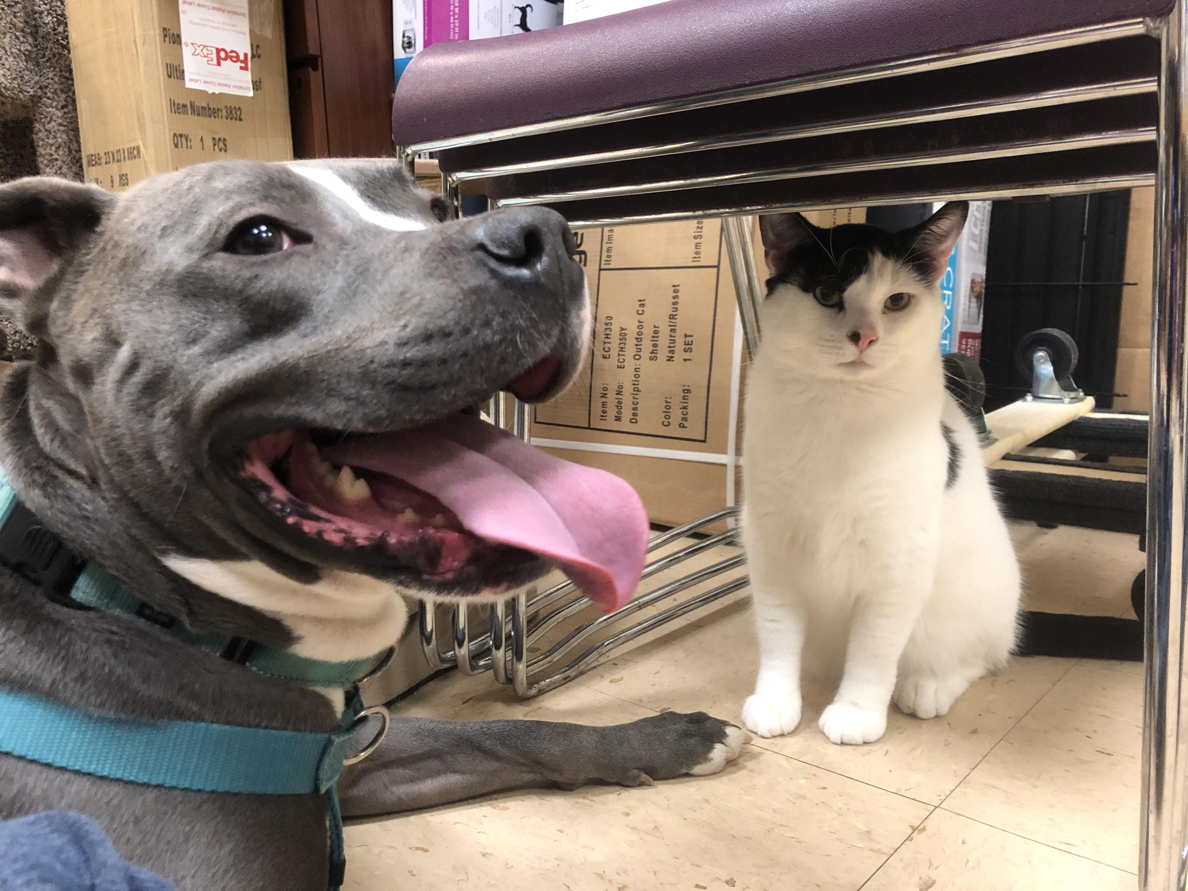 Enlarge Moose - Foster Needed!, a Adoptable Pit Bull Terrier in Warren, MI image 4/6