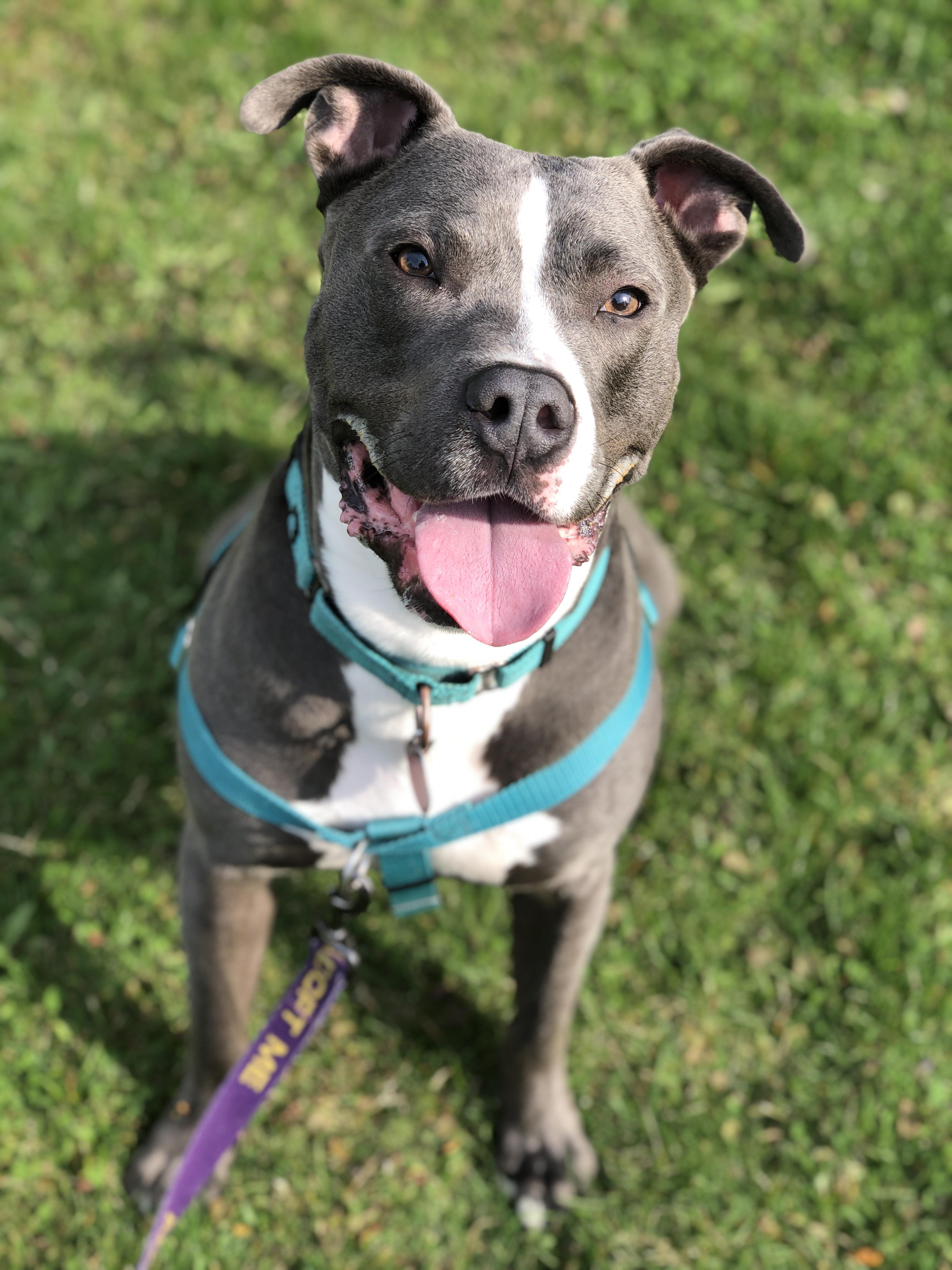 Enlarge Moose - Foster Needed!, a Adoptable Pit Bull Terrier in Warren, MI image 1/6