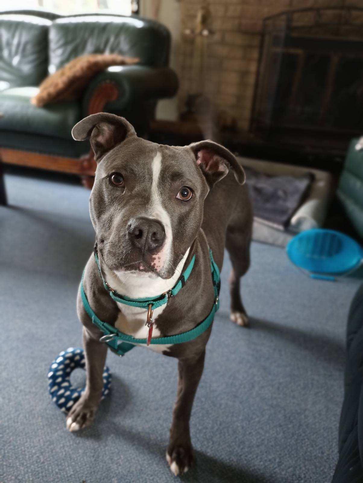 Moose - Foster Needed! 3