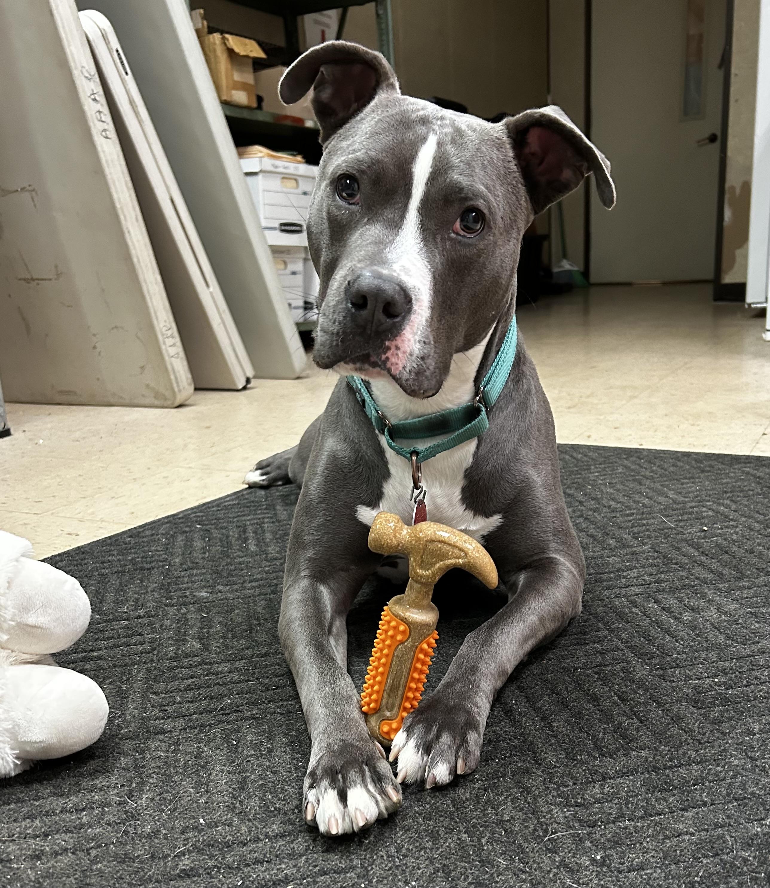 Moose - Foster Needed! 5