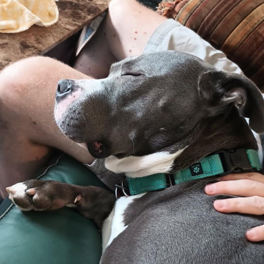 Enlarge Moose - Foster Needed!, a Adoptable Pit Bull Terrier in Warren, MI image 2/6