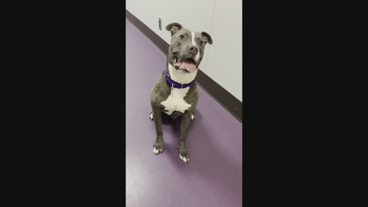 Enlarge Moose - Foster Needed!, a Adoptable Pit Bull Terrier in Warren, MI video 6/6