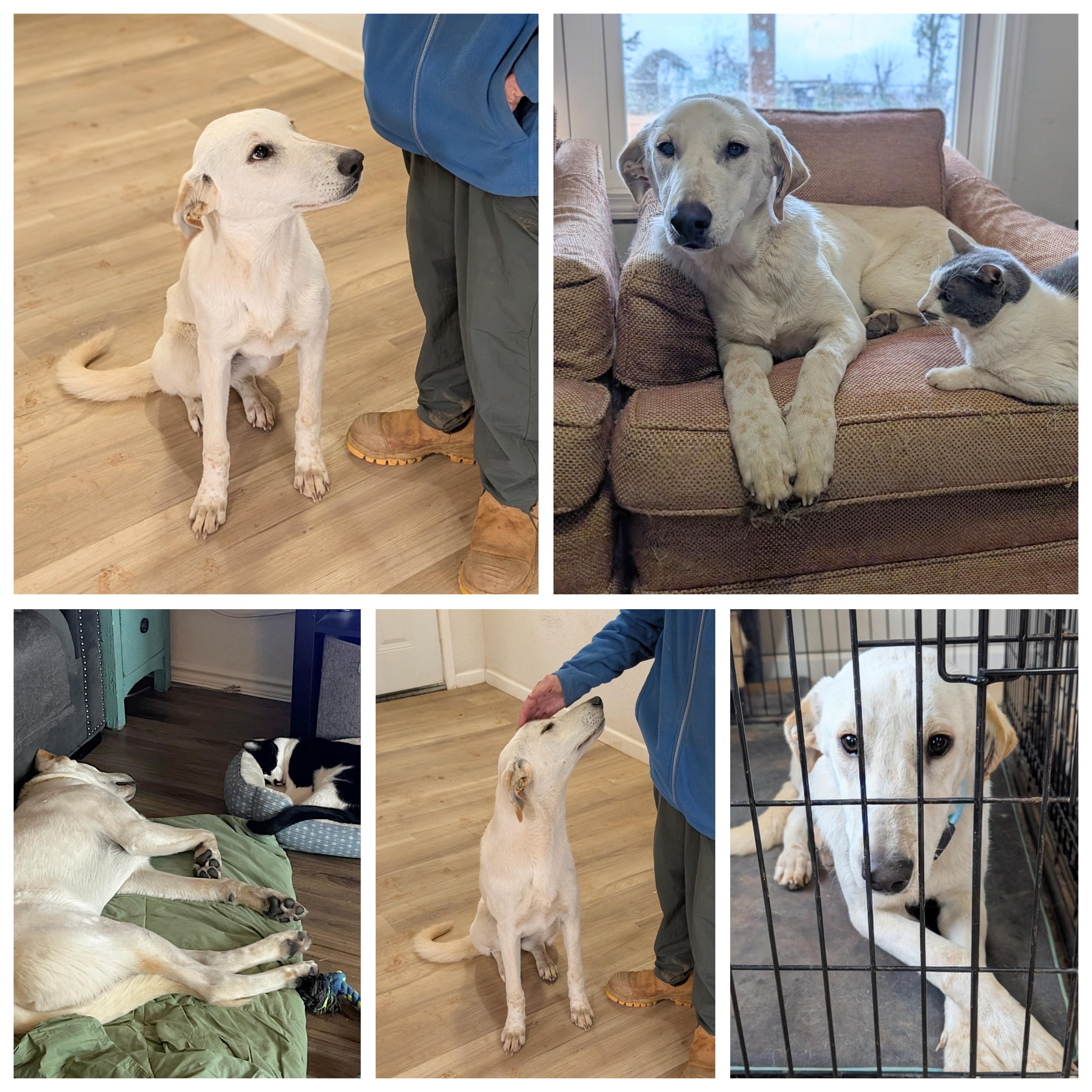 Peanut , an adopted mixed breed in Cincinnati, OH image 5/6