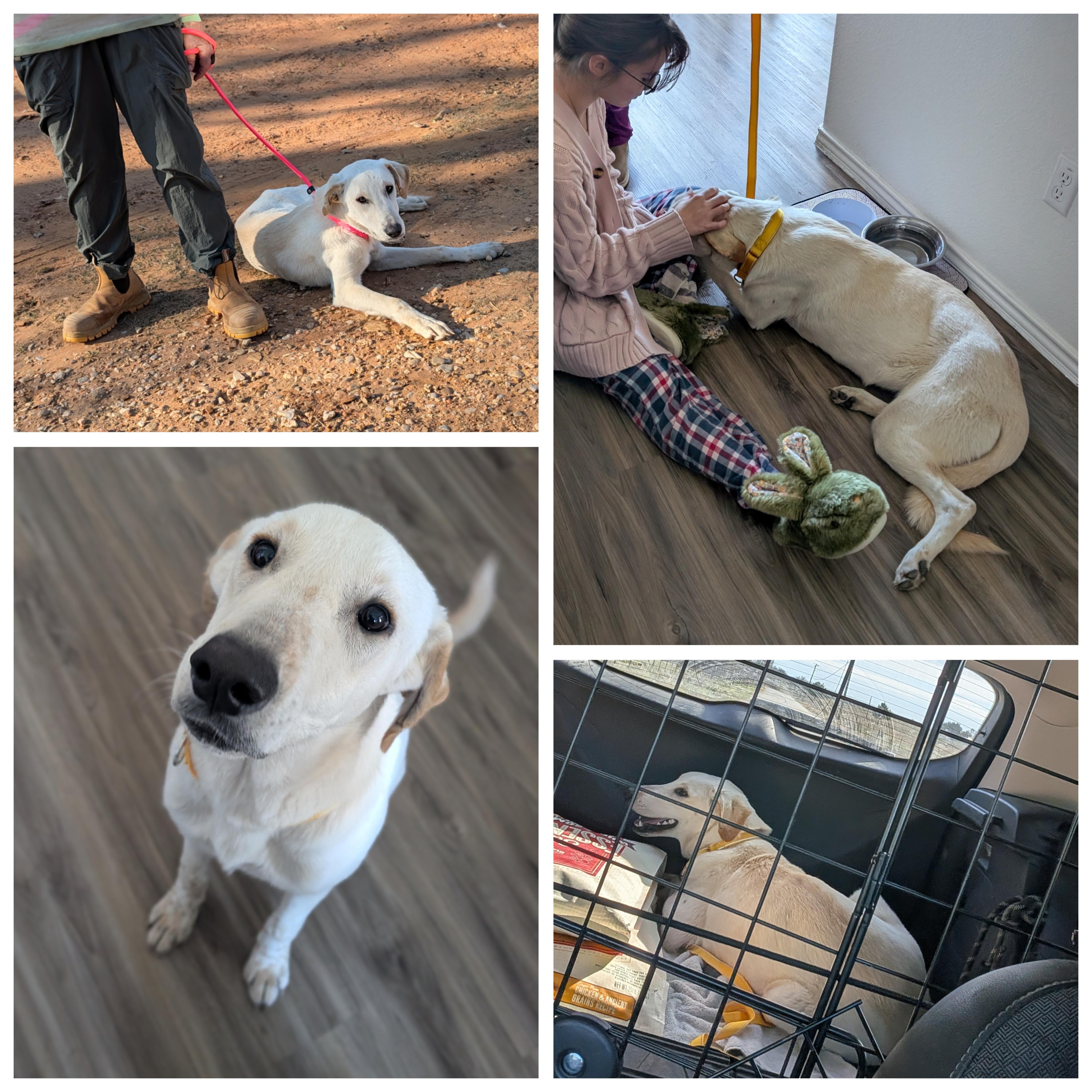 Peanut , an adopted mixed breed in Cincinnati, OH image 6/6