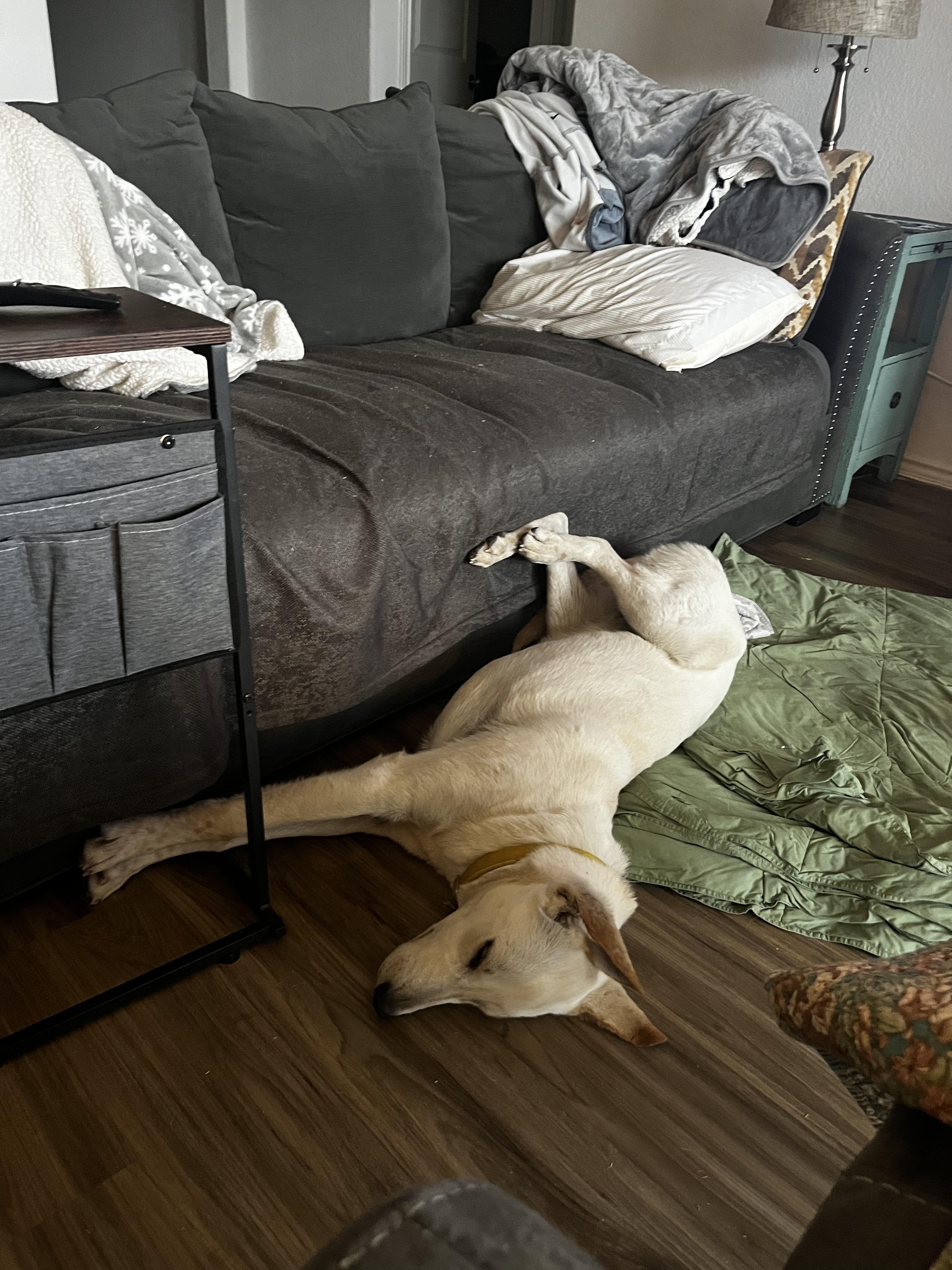 Peanut , an adopted mixed breed in Cincinnati, OH image 4/6