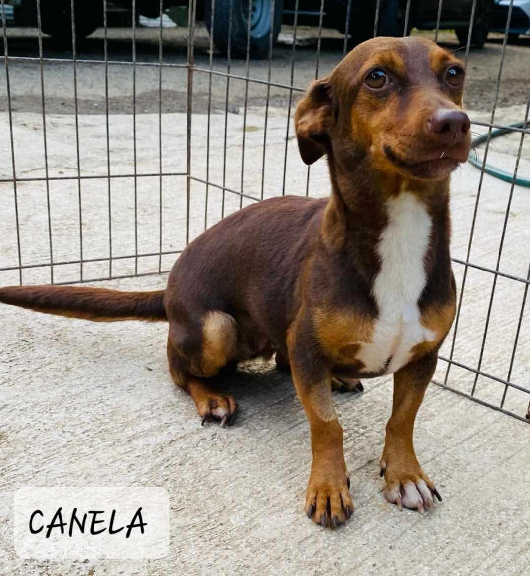Canela, Adopted, Young Female Dachshund & Chihuahua.