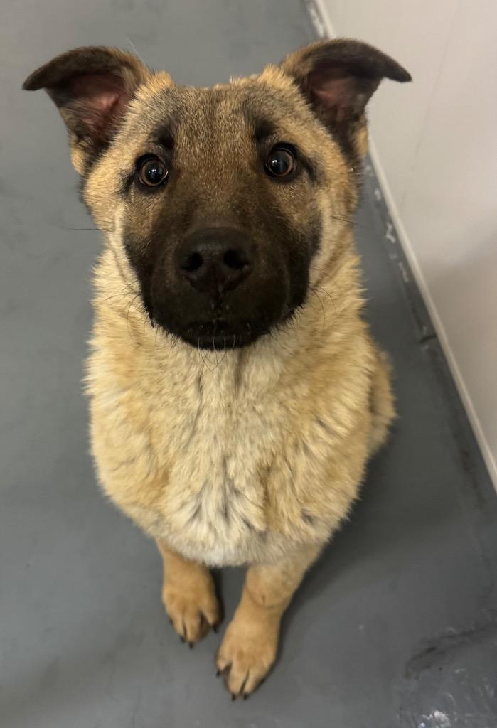 Enlarge Daisy Duke, a Adoptable mixed breed in Winnipeg, MB image 1/1