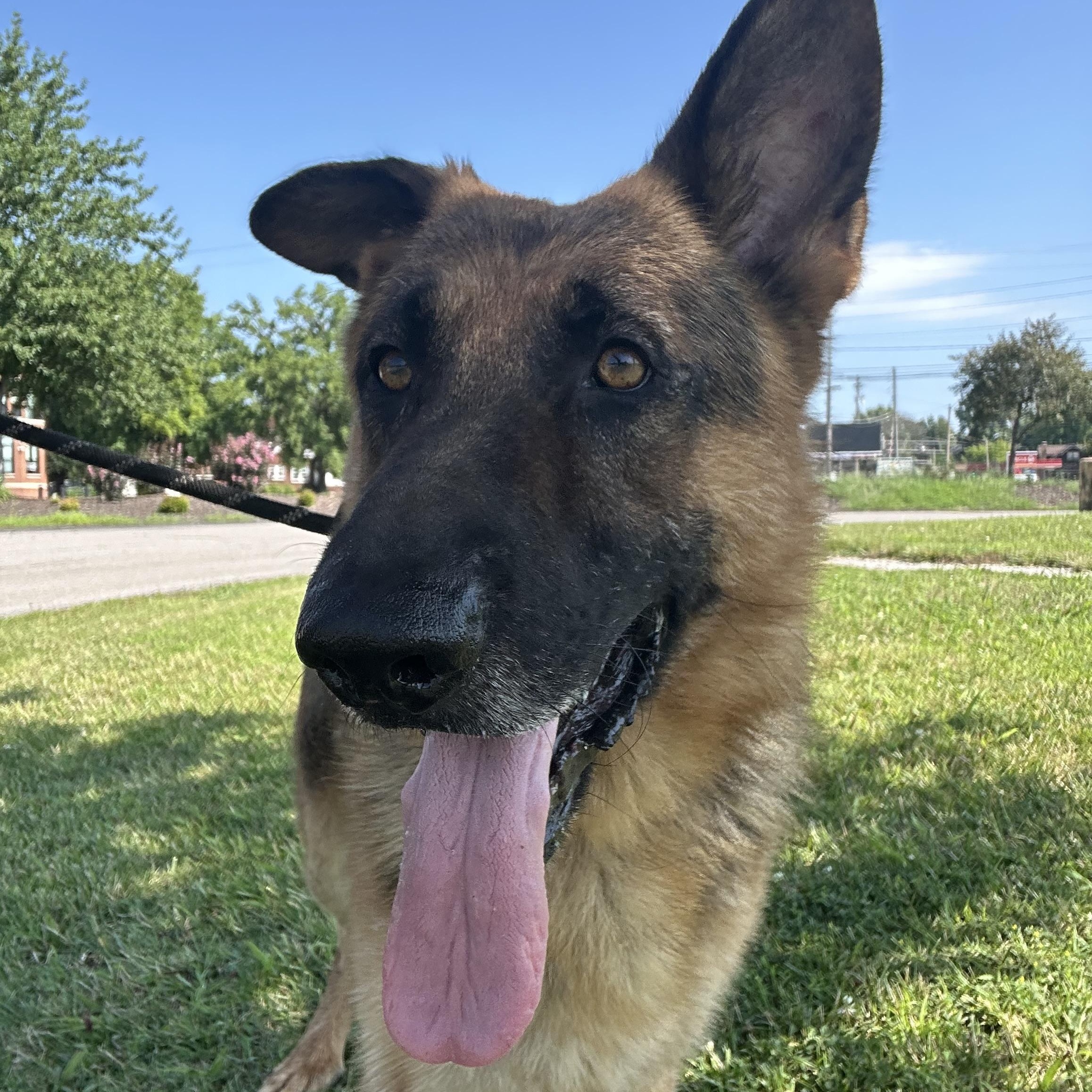 Enlarge Zeeke, a ADOPTABLE German Shepherd Dog in Belleville, IL image 1/6