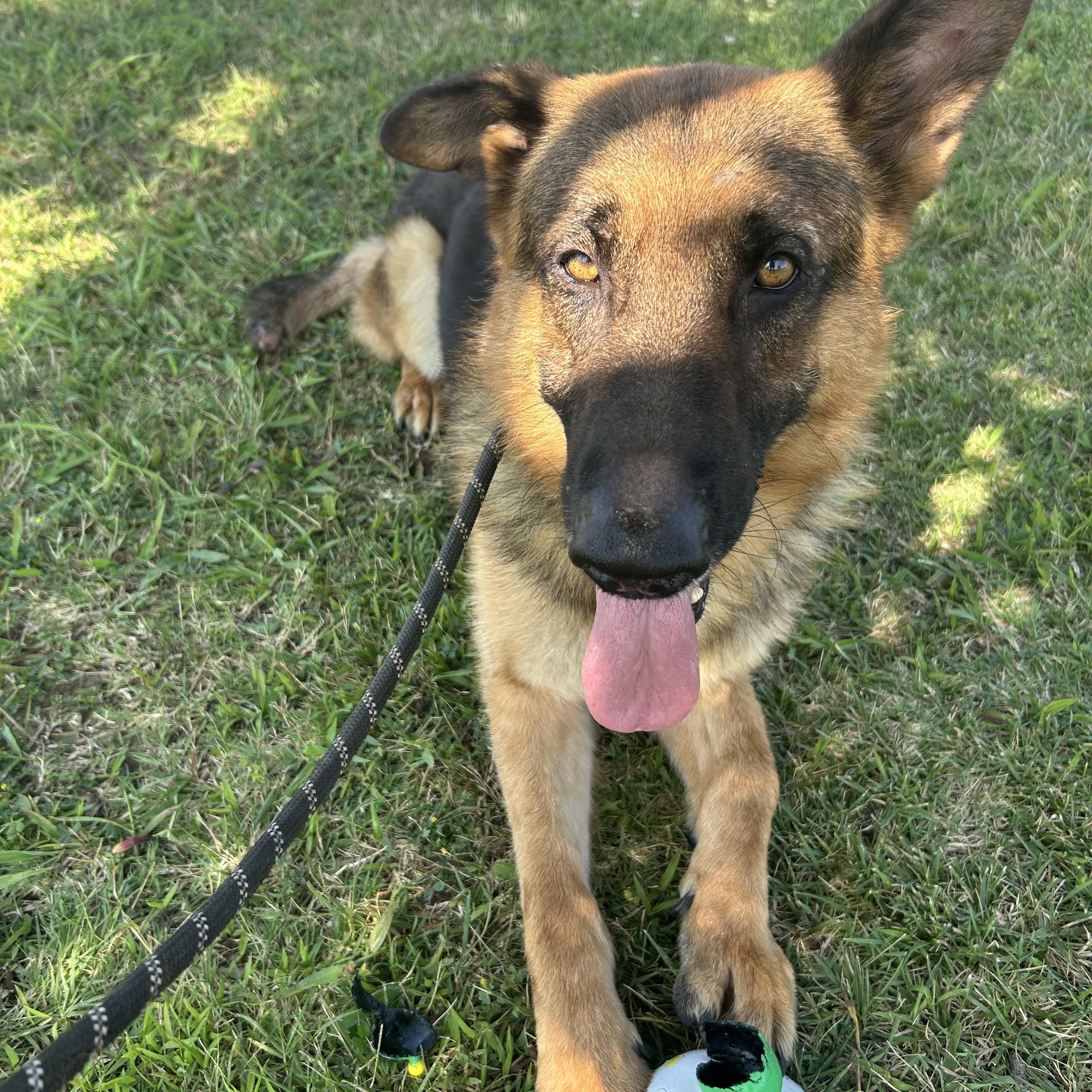 Enlarge Zeeke, a ADOPTABLE German Shepherd Dog in Belleville, IL image 6/6