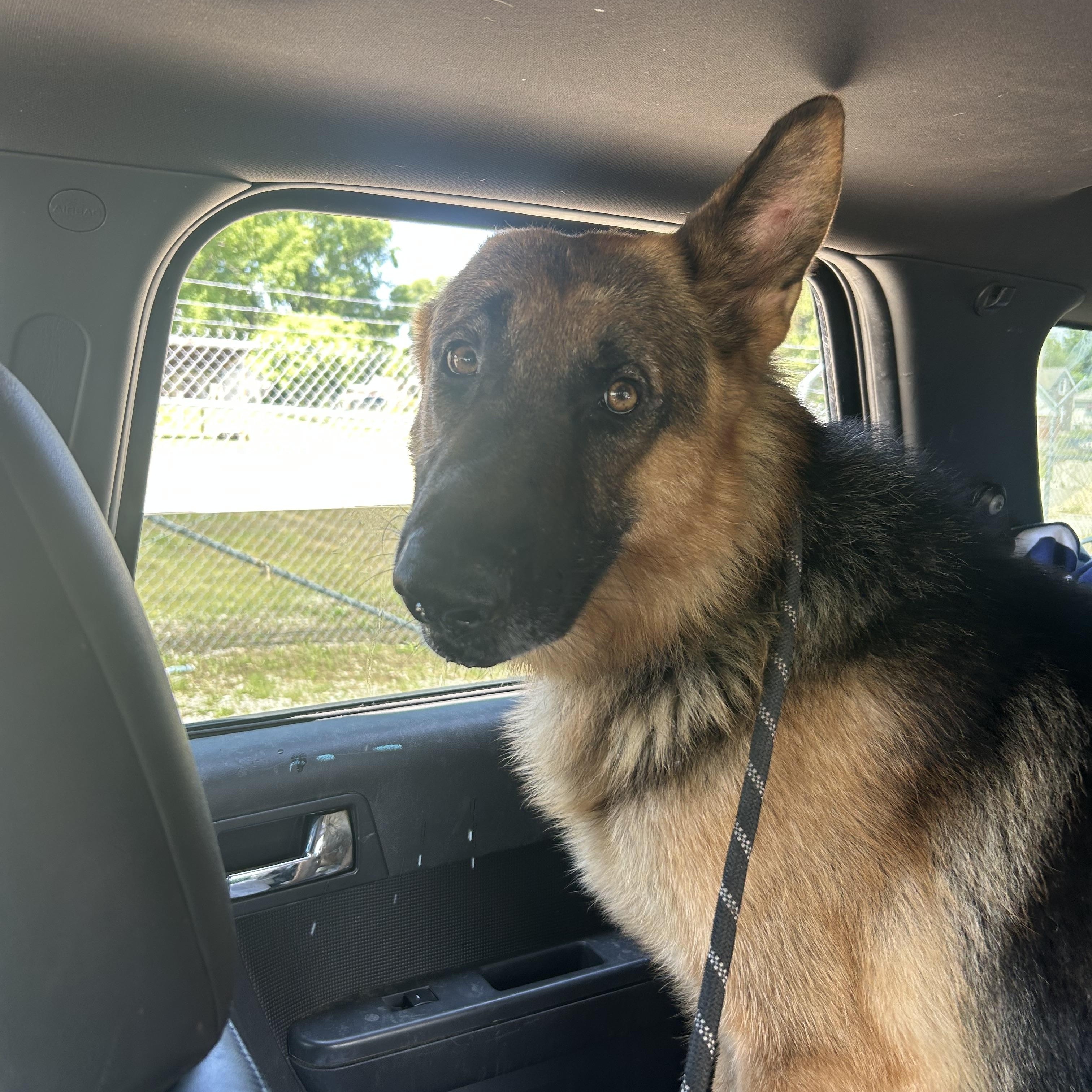 Enlarge Zeeke, a ADOPTABLE German Shepherd Dog in Belleville, IL image 3/6