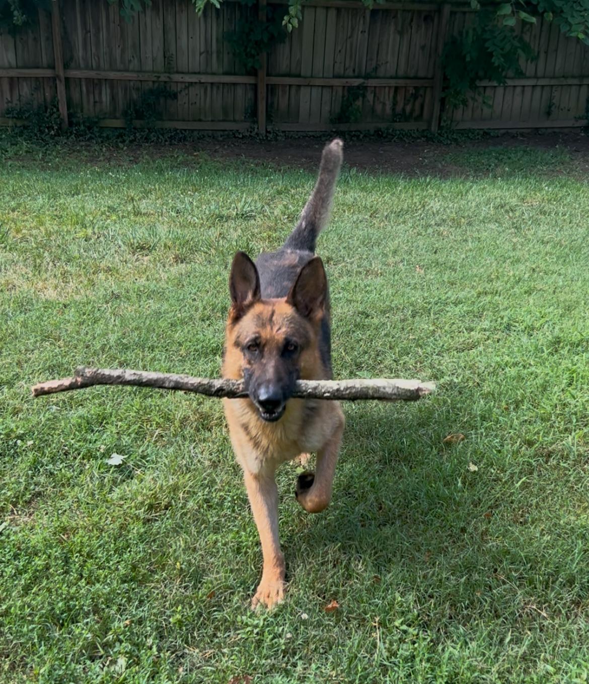 Enlarge Zeeke, a ADOPTABLE German Shepherd Dog in Belleville, IL image 2/6