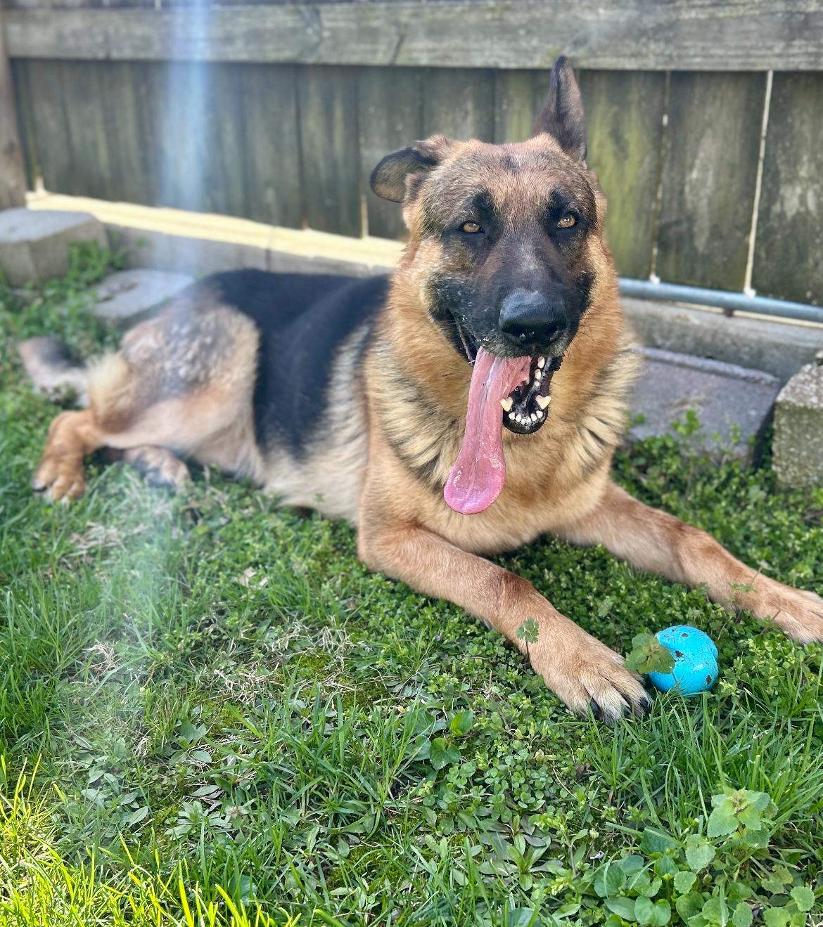 Enlarge Zeeke, a ADOPTABLE German Shepherd Dog in Belleville, IL image 4/6