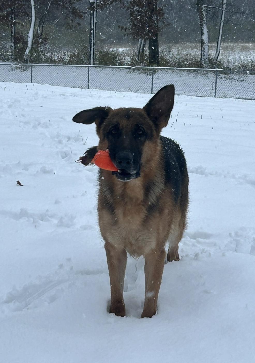 Enlarge Zeeke, a ADOPTABLE German Shepherd Dog in Belleville, IL image 5/6